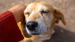 Visuel de Chiens et chats sans collier