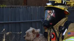 Visuel de Chiens et chats sans collier