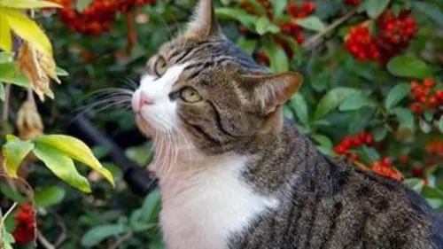 Chiens et chats sans collier S03E03