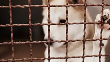 Chiens et chats sans collier