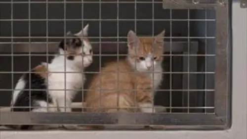 Chiens et chats sans collier S03E07