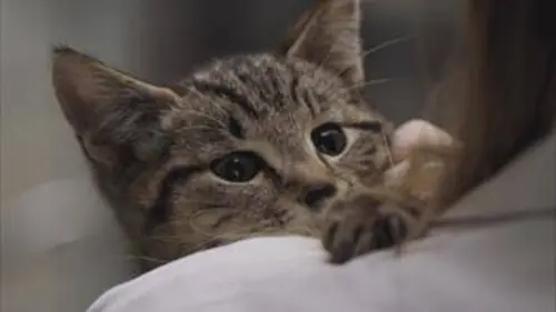 Chiens et chats sans collier S03E10