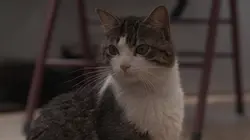 Chiens et chats sans collier Mission sauvetage