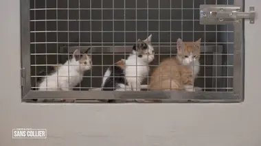 Chiens et chats sans collier