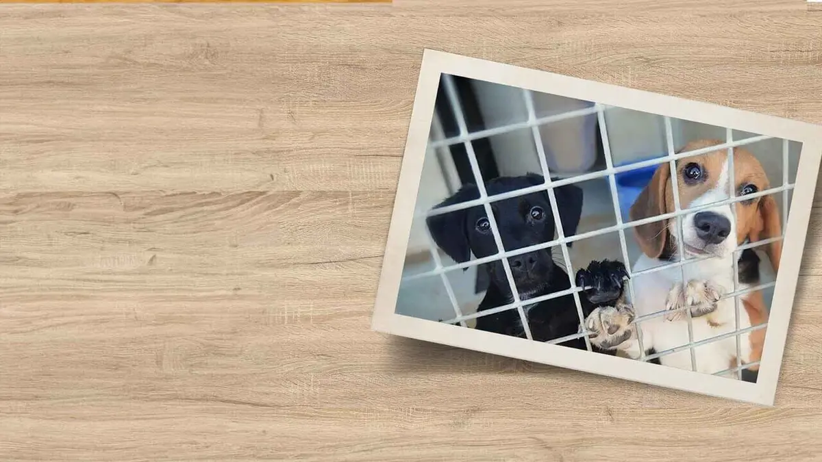 Chiens et chats sans collier Mission sauvetage