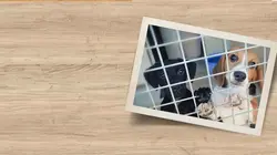 Chiens et chats sans collier Mission sauvetage