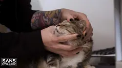 Chiens et chats sans collier Faits l'un pour l'autre