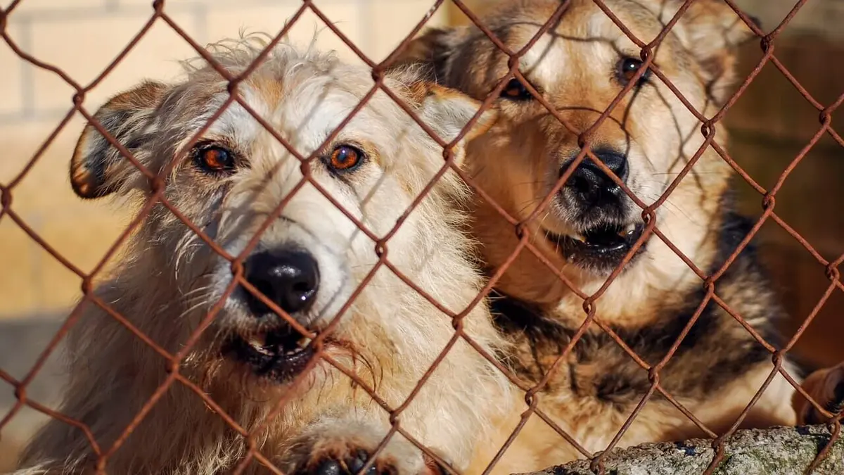 Chiens et chats sans collier Seconde chance