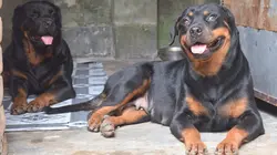 Chiens et chats sans collier