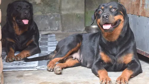 Chiens et chats sans collier Destins croisés