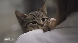 Chiens et chats sans collier