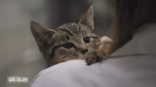 Chiens et chats sans collier Nouveau départ