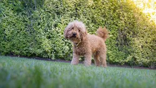 Chiens et chats sans collier Sains et saufs