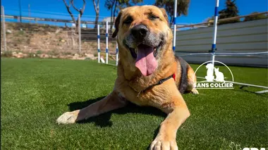 Chiens et chats sans collier Mission adoption