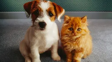 Chiens et chats sans collier Trouver un refuge