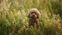 Chiens hors de contrôle : un dresseur à la rescousse