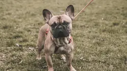 Chiens hors de contrôle : un dresseur à la rescousse