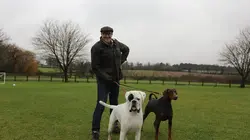 Chiens hors de contrôle : un dresseur à la rescousse