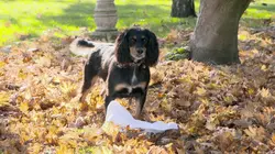 Visuel de Chiens hors de contrôle : un dresseur à la rescousse