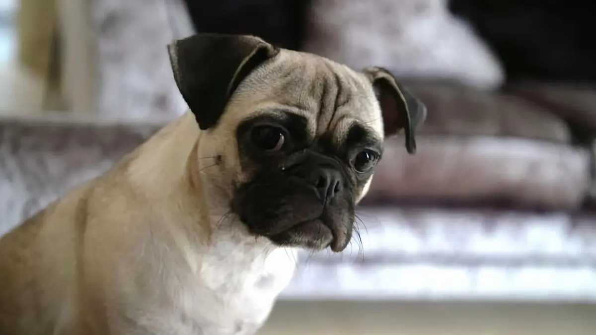 Chiens hors de contrôle : un dresseur à la rescousse Petit chien, gros problème
