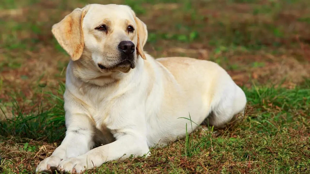 Chiens hors de contrôle : un dresseur à la rescousse Jeu de patience