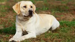 Visuel de Chiens hors de contrôle : un dresseur à la rescousse