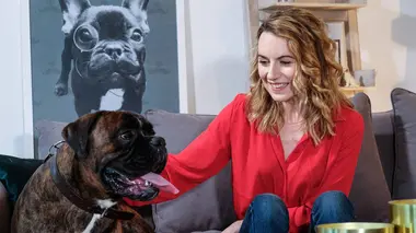 Beretta le chihuahua