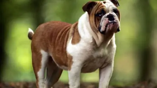 Chiens sur mesure
