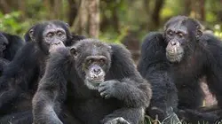 Chimpanzés, le combat des chefs