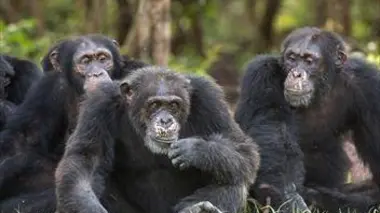 Chimpanzés, le combat des chefs