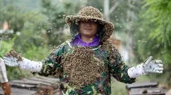 Chine, les ruches de maître Xing