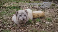 Chine, terre sauvage Le plateau tibétain