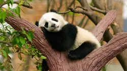 Chine, terre sauvage Les montagnes du centre