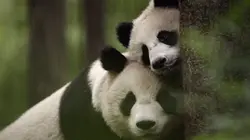 Chine, terre sauvage Les paysages de l'Est