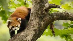 Chine, terre sauvage Le plateau tibétain