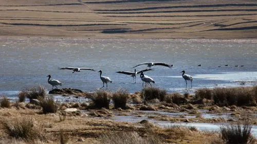 Chine, terre sauvage Le plateau tibétain