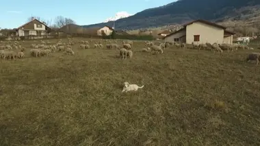 Chiots & chatons, 3 mois pour devenir grand