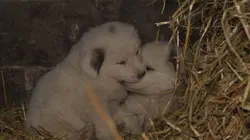 Sur T18 à 20h45 : Chiots & chatons, 3 mois pour devenir grand