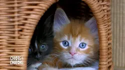 Visuel de Chiots & chatons, 3 mois pour devenir grand