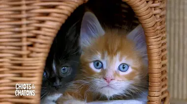 Chiots & chatons, 3 mois pour devenir grand