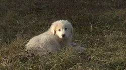 Chiots & chatons, 3 mois pour devenir grand