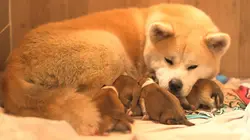 Chiots & chatons, 3 mois pour devenir grand