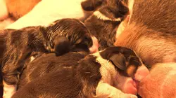 Chiots & chatons, 3 mois pour devenir grand