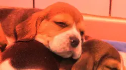 Chiots & chatons, 3 mois pour devenir grand