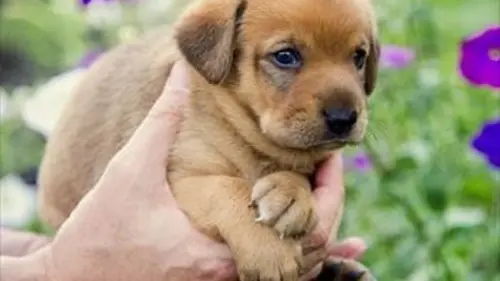 Chiots, mode d'emploi S01E01 Les premiers pas