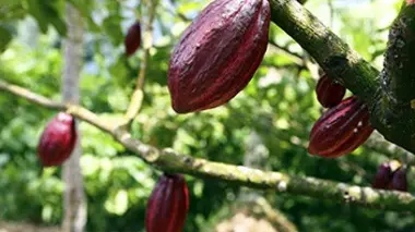 Sao Tomé, Guatemala, Yémen