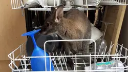 Chris Humfrey, super héros des animaux