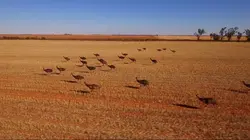 Chris Humfrey, super héros des animaux