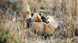 Visuel de Chroniques de l'Afrique sauvage