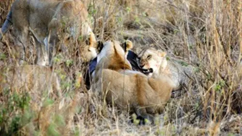 Chroniques de l'Afrique sauvage E18 L'usurpateur